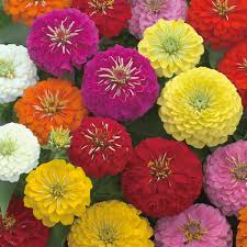 Image result for Zinnia elegans