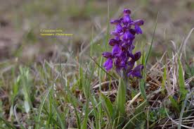 Attēlu rezultāti vaicājumam “Orchis morio”