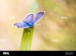 Attēlu rezultāti vaicājumam “Plebejus argus male”