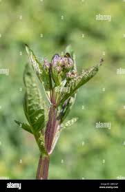 Attēlu rezultāti vaicājumam “Scrophularia umbrosa flower”