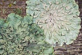 Attēlu rezultāti vaicājumam “Flavoparmelia caperata”