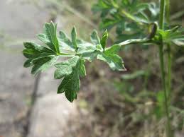 Attēlu rezultāti vaicājumam “Peucedanum oreoselinum”