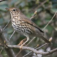 Attēlu rezultāti vaicājumam “Turdus philomelos”