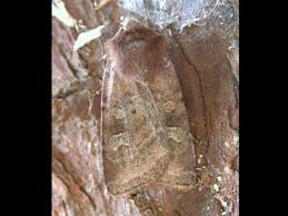 Attēlu rezultāti vaicājumam “Diarsia florida”