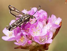 Image result for Grasnelke