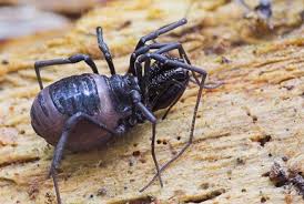 Attēlu rezultāti vaicājumam “Lophopilio palpinalis”