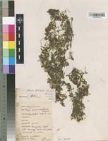 Attēlu rezultāti vaicājumam “Najadaceae”