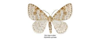 Attēlu rezultāti vaicājumam “Hydrelia sylvata”