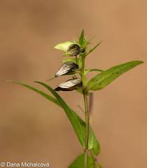 Attēlu rezultāti vaicājumam “Melampyrum pratense leaf”