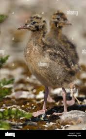 Attēlu rezultāti vaicājumam “Larus ridibundus juvenile”