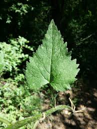 Attēlu rezultāti vaicājumam “Campanula trachelium leaf”