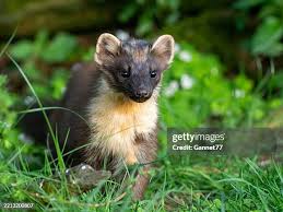 Attēlu rezultāti vaicājumam “Martes martes”