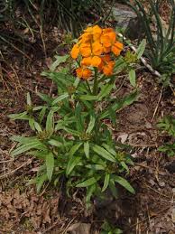 Attēlu rezultāti vaicājumam “Erysimum hieracifolium”