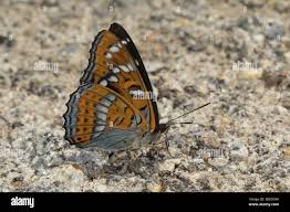 Attēlu rezultāti vaicājumam “Limenitis populi underside”