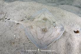 Image result for Raja radula