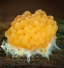 Attēlu rezultāti vaicājumam “Tubifera montana spores”