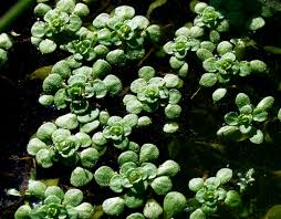 Attēlu rezultāti vaicājumam “Callitrichaceae”