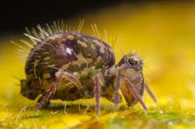 Attēlu rezultāti vaicājumam “Ptenothrix sp.”