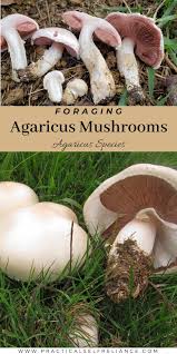 Attēlu rezultāti vaicājumam “Agaricus”