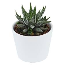 Image result for Haworthia mix