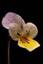 Attēlu rezultāti vaicājumam “Viola tricolor subsp. matutina flower”