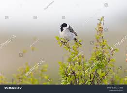 Image result for Emberiza pallasi