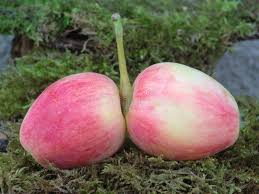 Attēlu rezultāti vaicājumam “Malus prunifolia fruit”