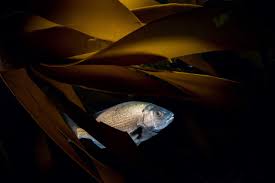 Image result for Chrysoblephus laticeps