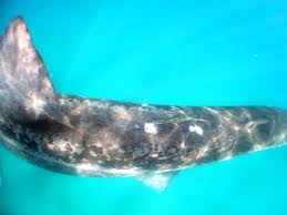 Image result for Petromyzon marinus