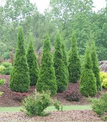 Attēlu rezultāti vaicājumam “Thuja occidentalis”