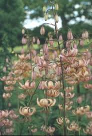 Image result for Lilium martagon Alba