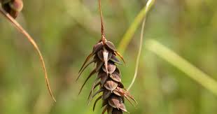 Attēlu rezultāti vaicājumam “Carex paupercula”