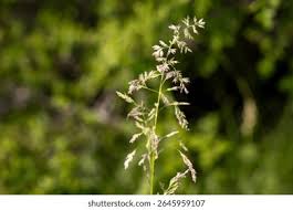 Attēlu rezultāti vaicājumam “Poa pratensis flower”