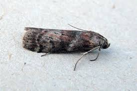 Attēlu rezultāti vaicājumam “Phycita roborella”