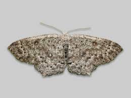 Attēlu rezultāti vaicājumam “Cyclophora pendularia”