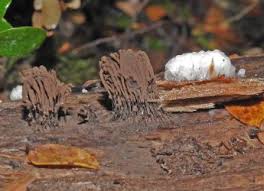 Attēlu rezultāti vaicājumam “Stemonitis fusca var. nigrescens”
