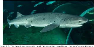 Image result for Notorynchus cepedianus