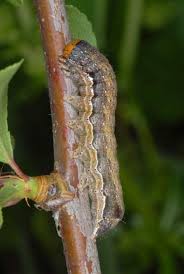 Attēlu rezultāti vaicājumam “Orthosia munda”