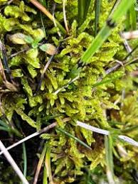 Attēlu rezultāti vaicājumam “Palustriella falcata”