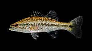 Image result for Micropterus salmoides