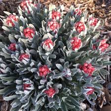 Image result for Helichrysum subulifolium