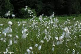 Attēlu rezultāti vaicājumam “Eriophorum latifolium fruit”