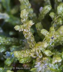 Attēlu rezultāti vaicājumam “Kurzia pauciflora”