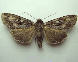 Attēlu rezultāti vaicājumam “Eurois occulta”