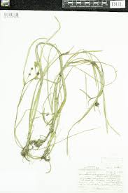 Attēlu rezultāti vaicājumam “Sparganiaceae”