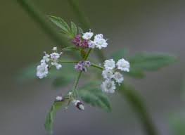 Attēlu rezultāti vaicājumam “Torilis japonica fruit”