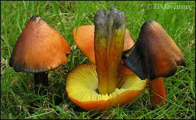 Attēlu rezultāti vaicājumam “Hygrocybe pseudoconica”
