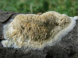 Attēlu rezultāti vaicājumam “Hyphodontia barba-jovis”