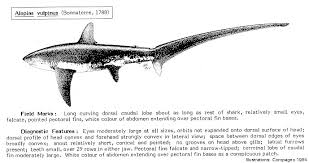 Image result for Alopias vulpinus