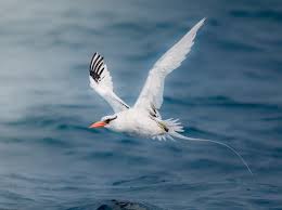 Image result for Phaethon aethereus